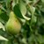 Как да защитим крушите и ябълките от вредители
