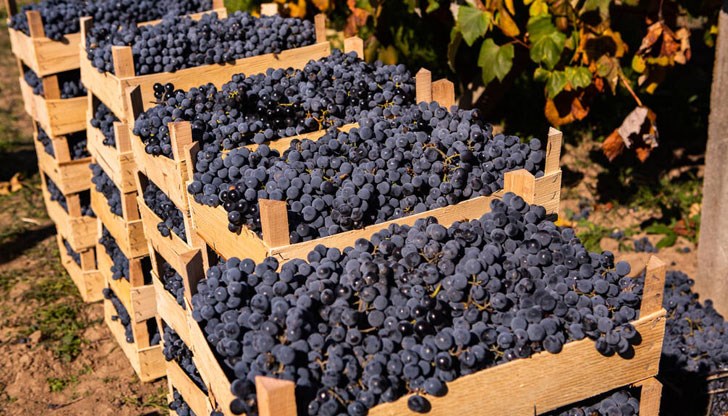 Лозарите и производителите на вино очакват помощ от държавата за популяризиране на българското вино и грозде на световните пазари