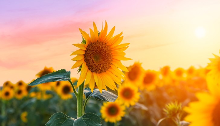 България традиционно е износител на слънчоглед, но още преди войната в Украйна се превърнахме в нетен вносител на слънчоглед България традиционно е износител на слънчоглед, но още преди войната в Украйна се превърнахме в нетен вносител на слънчоглед