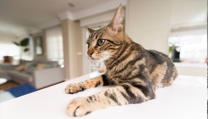 С малко търпение и усилия можете да научите котката си да се държи добре и да бъде щастлив и добре възпитан домашен любимец С малко търпение и усилия можете да научите котката си да се държи добре и да бъде щастлив и добре възпитан домашен любимец