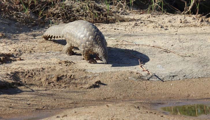 Люспите на този бозайник, жертва на мащабен глобален трафик, са търсени заради използването им в традиционната медицина