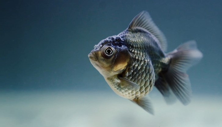 В Черно море има само 3 вида риби, които не са ядливи