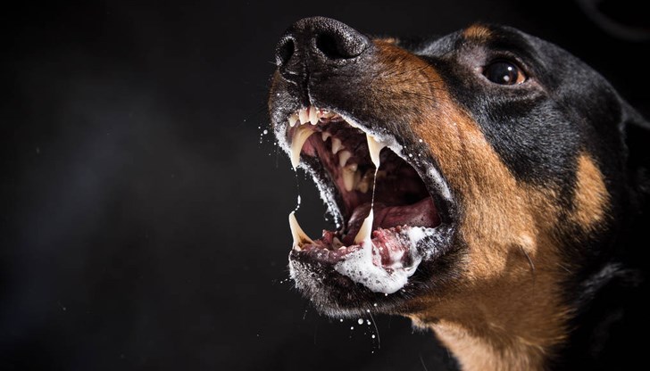 Жената е откарана в болница за обработване на раните Жената е откарана в болница за обработване на раните