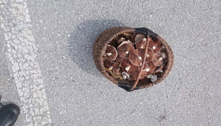 Какви са цените на гъбите този сезон?