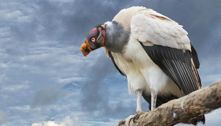 Какви лешояди има в България? Какви лешояди има в България?