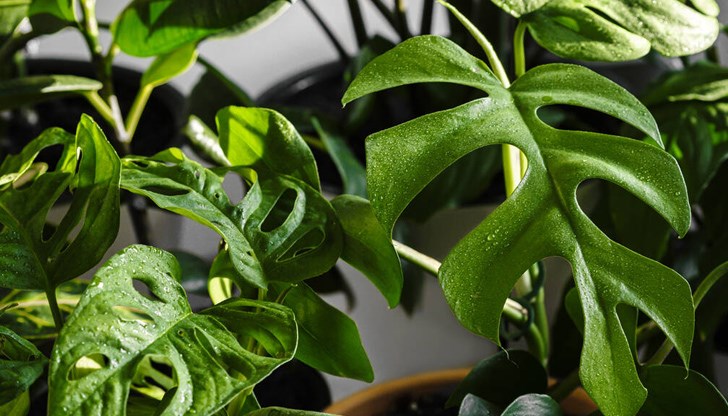 Тези растения са устойчиви на различни условия и не изискват много внимание