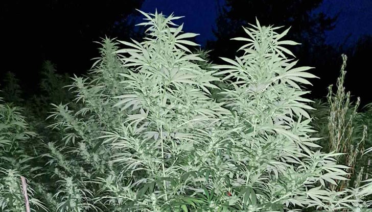 Повдигнати са им обвинения, наложена им е мярка задържане за срок до 72 часа Повдигнати са им обвинения, наложена им е мярка задържане за срок до 72 часа