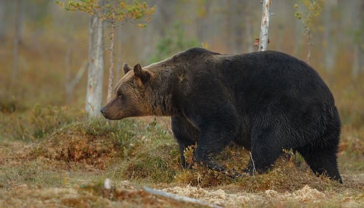 В Кантабрийските планини живеят около 330 кафяви мечки