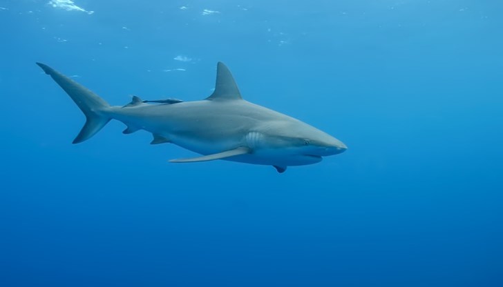 Акула нападна момиче в един от най-популярните египетски курорти - Дахаб