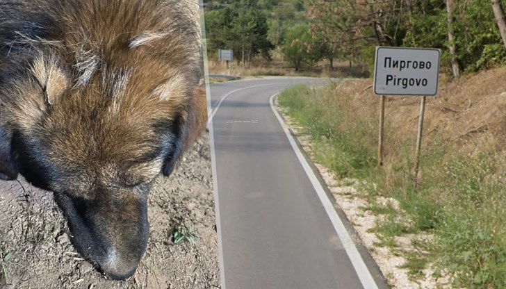 Установени са следи от травматични увреждания по главата на животното Установени са следи от травматични увреждания по главата на животното