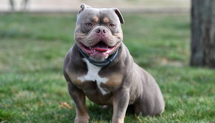 Според анализатори тази порода се счита за белег на висок статус в престъпния свят Според анализатори тази порода се счита за белег на висок статус в престъпния свят