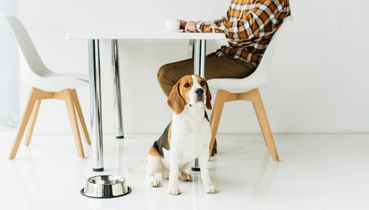 Забранени храни за кучета Забранени храни за кучета
