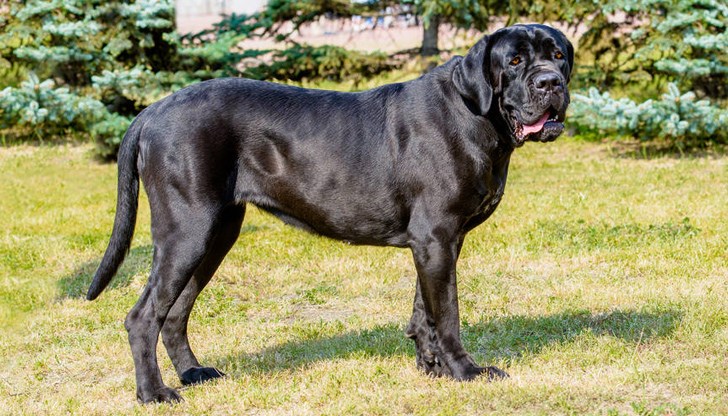 Не винаги четириногите са приятелски настроени Не винаги четириногите са приятелски настроени