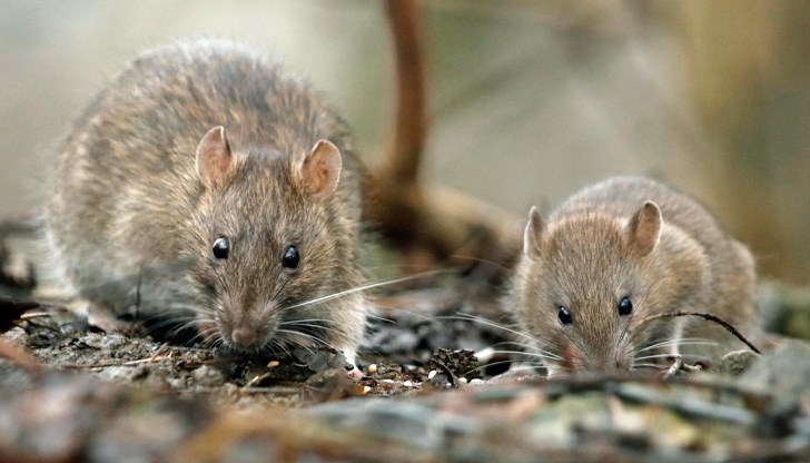 Според очевидци, плъховете са големи колкото кучета чихуахуа