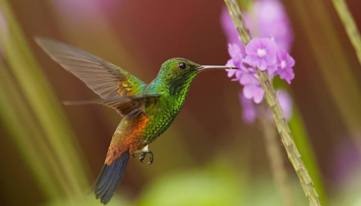 Тази способност вероятно помага на малките птици да намерят разнообразие от растения и техния нектар
