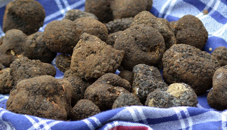 Събирането и продажбата на трюфели също минава на облагане с патентен данък
