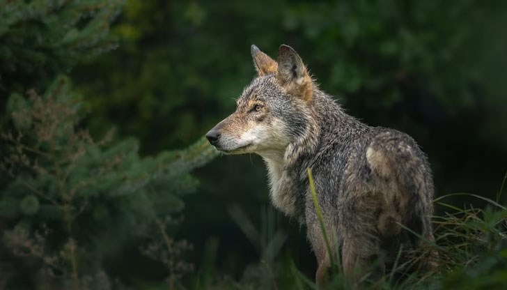 Неотдавна глутници вълци се завърнаха в региони на ЕС, където от десетилетия отсъстваха, нападаха добитък и внасят напрежението в земеделските и ловните общности