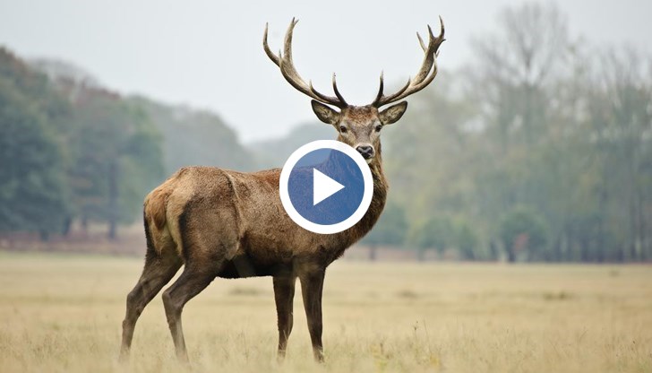 Сред задържаните е и 19-годишна жена
