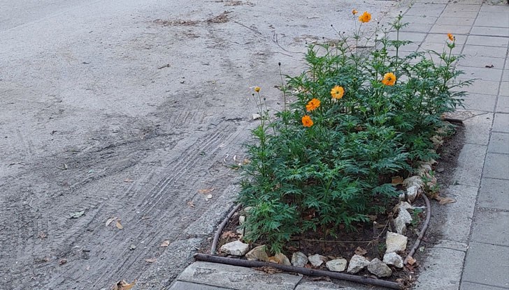 Вече 9 месеца Общината не почисти дебел слой пръст, боклуци и прах, отбеляза депутатът Иван Белчев