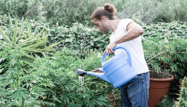 Служители на полицейското управление в Павликени задържаха 42-годишен, докато поливал конопени растения