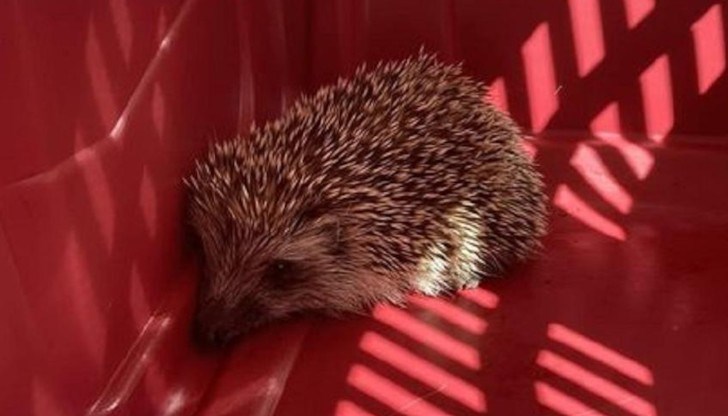 Животинчето е във ветеринарна клиника на антибиотик, с хематом и много уплашено