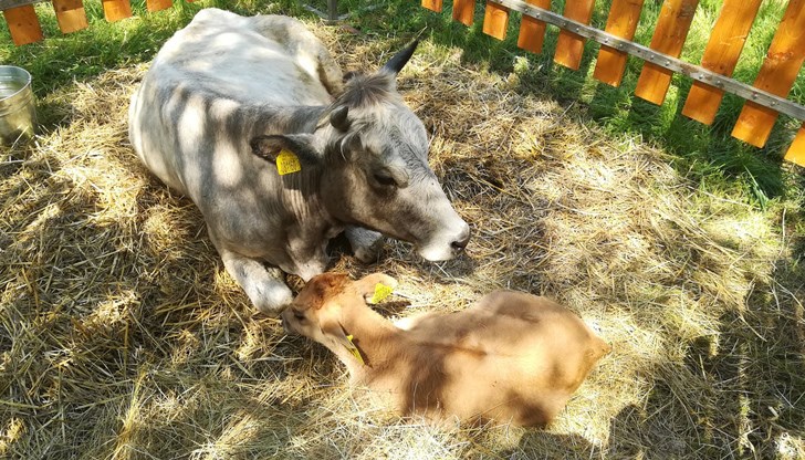 Началото на събора ще бъде дадено от министъра на земеделието и храните Кирил Вътев