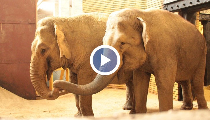 Женските индийски слоници пристигнаха от зоологическа градина в Германия