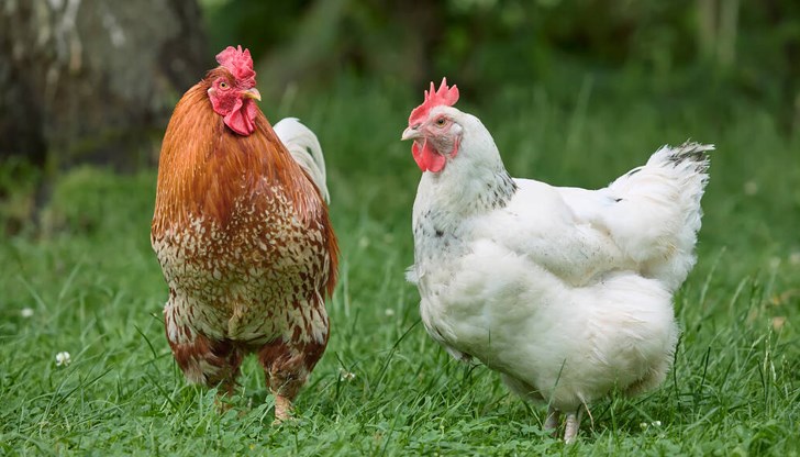 Изследователите са успели да определят психическото състояние на дадено пиле с изненадващо висока точност