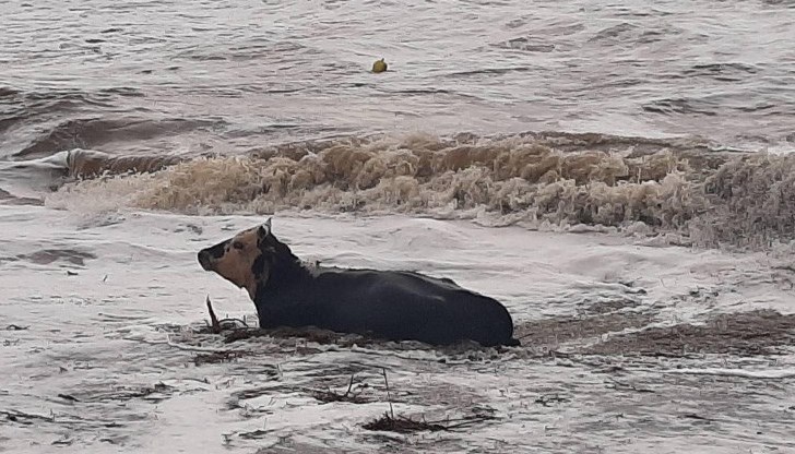 Животното е било повлечено от силна приливна вълна