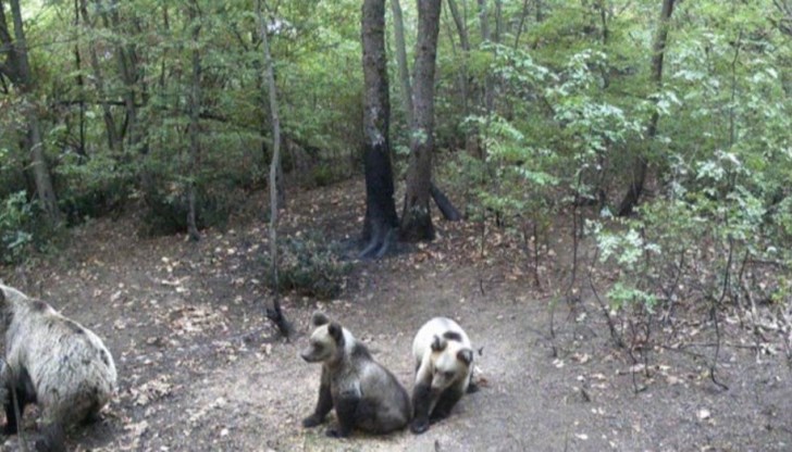 За това алармира кметицата на селото Десислава Терзиева