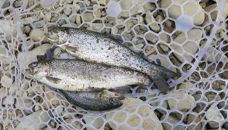 Тази събота е последният ден, в който можем да ловим балканска пъстърва Тази събота е последният ден, в който можем да ловим балканска пъстърва