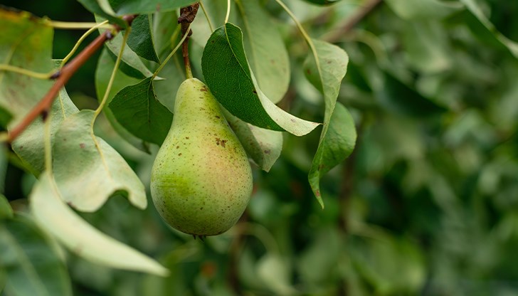 Защитете крушите и ябълките от крушова листна бълха и кръгломиниращ молец