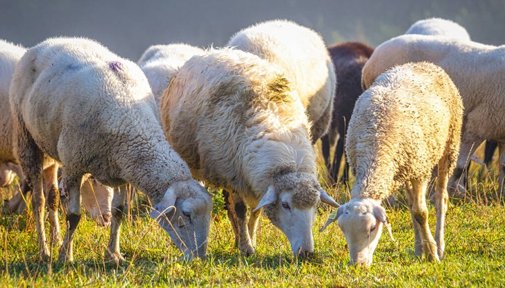 Овчарят установил, че животните имат нетипичното поведение
