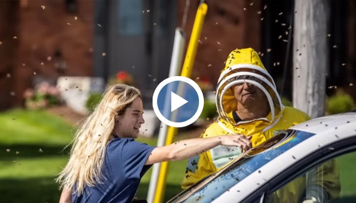 Професионални пчелари са помогнали за примамване на пчелите в кошерите им