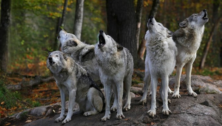 Европейската комисия ще преразгледа защитения статут на вълците
