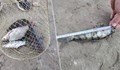Спипаха немаркирани мрежи и улов на маломерна риба край Русе