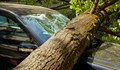 Дърво смачка две коли в София