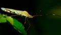 Миризливки и комари стават по-устойчиви през есента заради глобалното затопляне