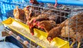 Унищожават близо 400 000 кокошки заради птичи грип във Великотърновско