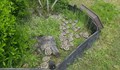 55 костенурки обитавали апартамент във Враца години наред