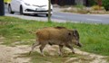 Русенски мерцедес блъсна диво прасе на магистрала "Хемус"