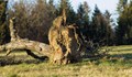 Силният вятър събори дървета в София