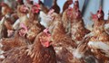 Откриха огнище на птичи грип в Хасковско