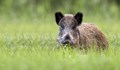 Откриват груповия лов на дива свиня