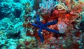 Младите морски звезди са най-голямата заплаха за коралите