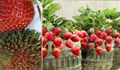 Как да отглеждаме ягоди у дома