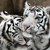 Бели тигърчета радват посетителите в зоопарка във Варна
