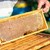 Използването на забранени пестициди влошава качеството на българския мед