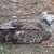 Откриха прострелян орел край Плевен