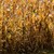 Над 8000 декара с царевица са напълно унищожени в Добричка област